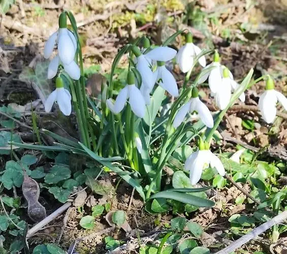 Erdoszelen Haziko Vendeghaz * Kehidakustány